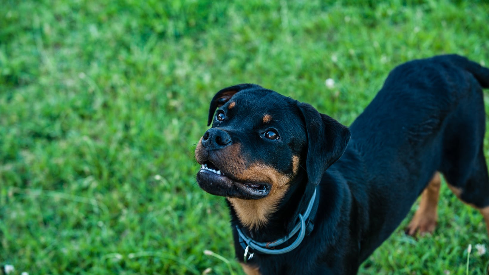 doberman:qycw4x7p0_a= rottweiler