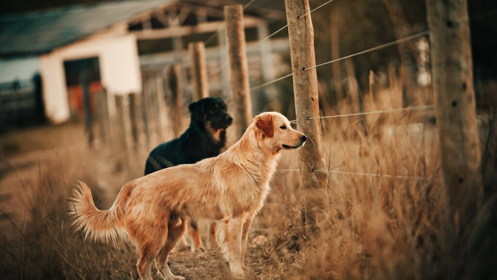 labrador:j_wpykxcjxm= golden retriever